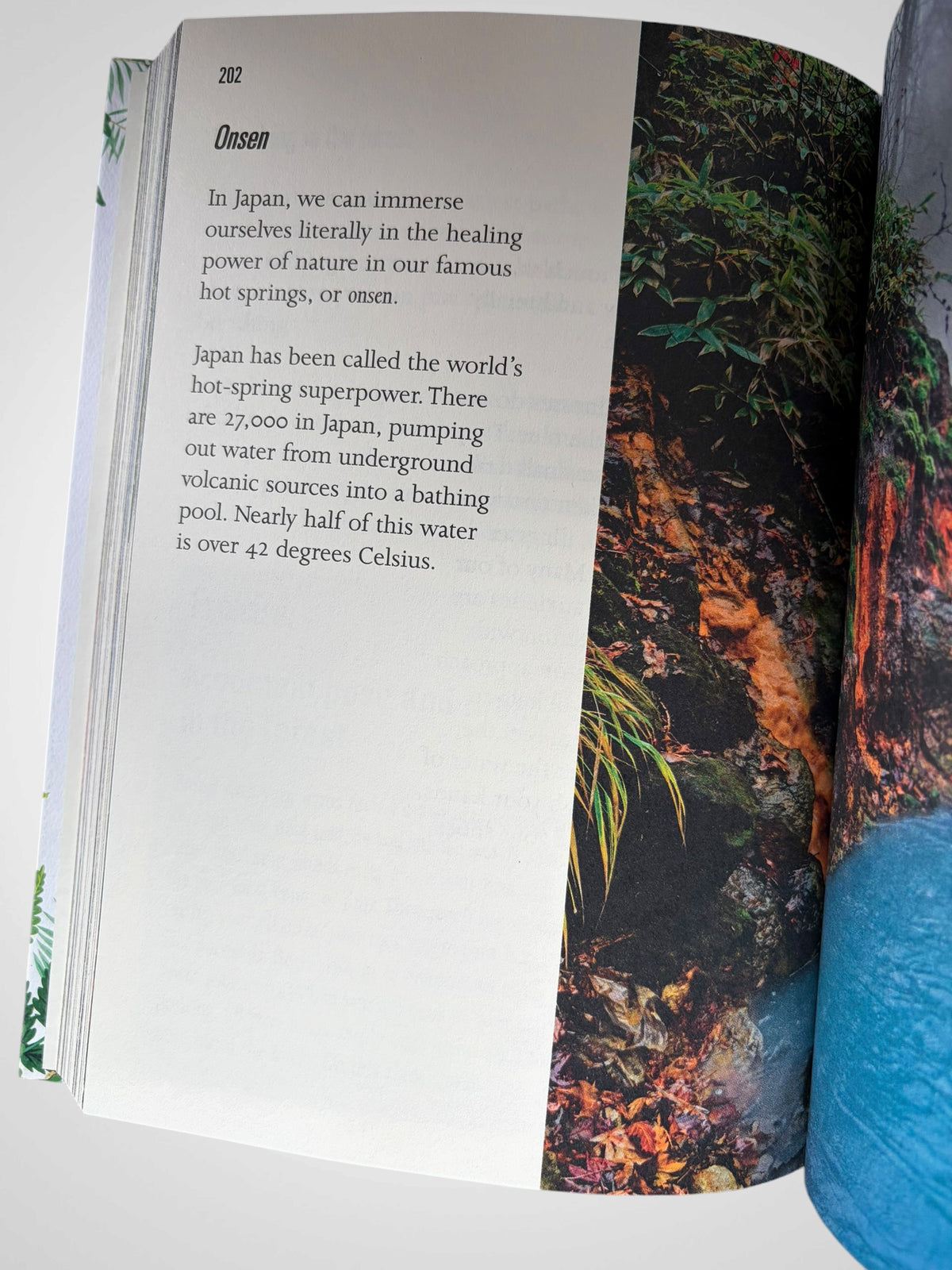 Forest Bathing