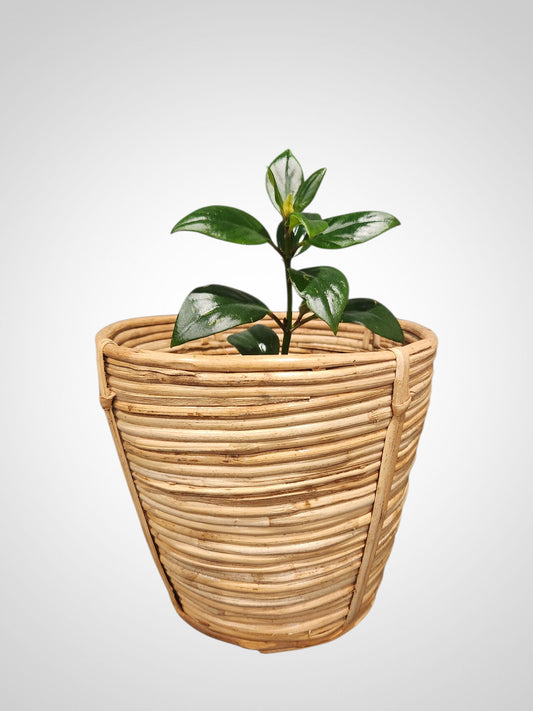 Cane Plant Pot