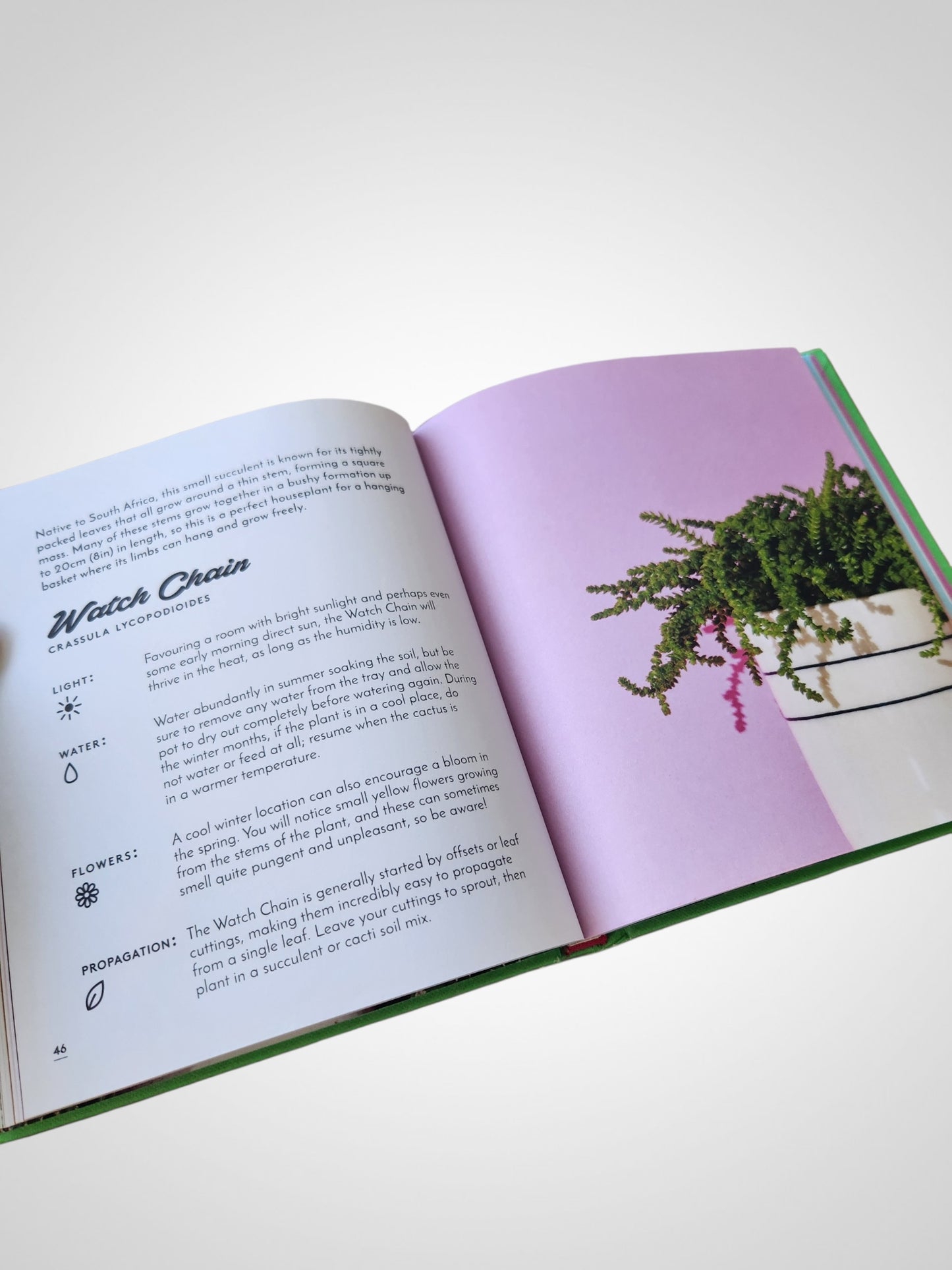 The Little Book of Cacti and Other Succulents